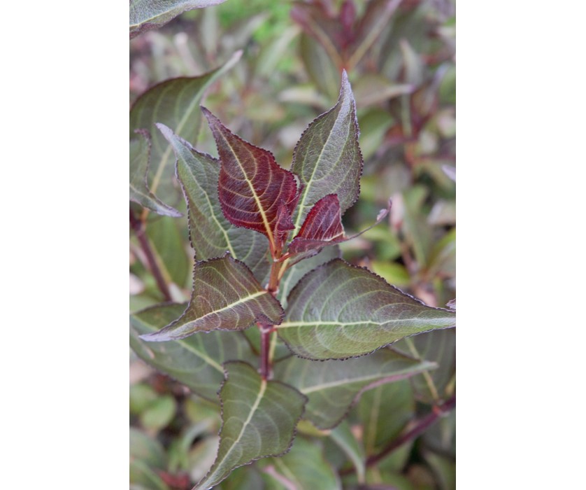 Wine and Roses Weigela